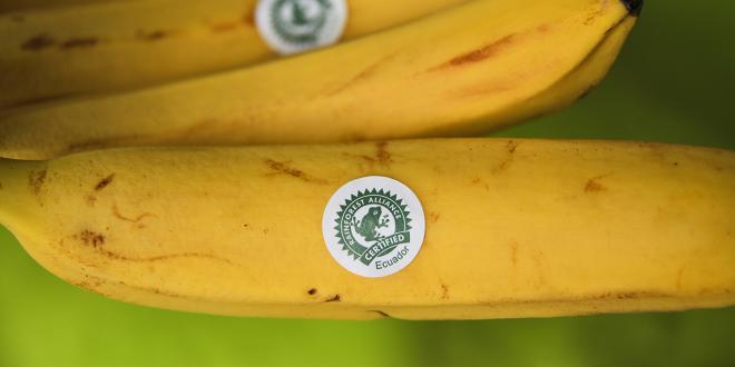 a bunch of sustainably sourced bananas