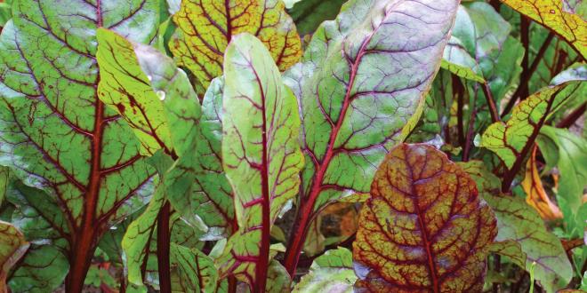 fresh organic beet greens