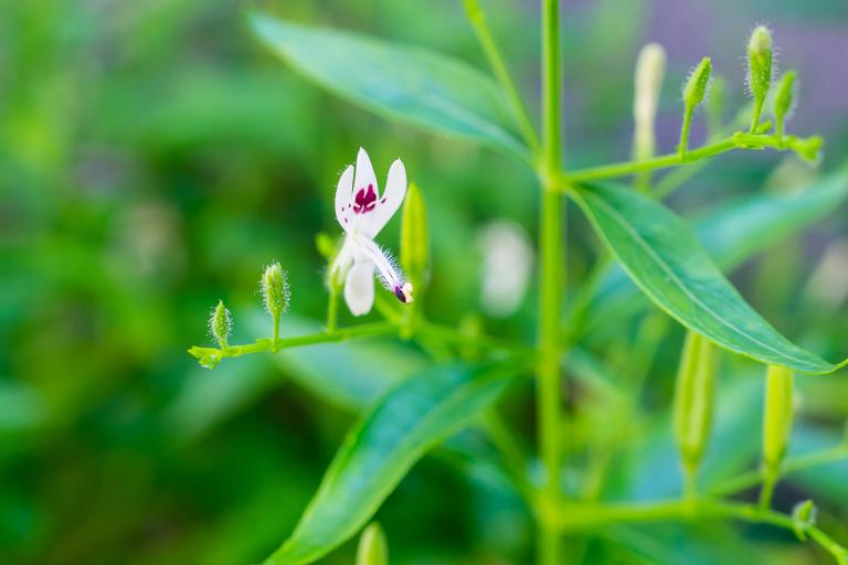 A flower on a King of Bitters plant, Andrographis paniculata