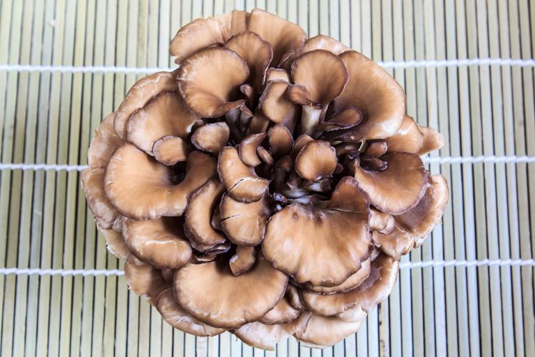 A cluster of maitake mushrooms on a bamboo mat